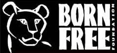Born Free Foundation Wolf Projekt