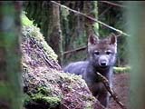 Rainforest Wolf