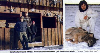 Schafhalter Braend (Mitte), Wolfsforscher Wabakken (mit betaeubtem Wolf): Unsere Leute sind stur