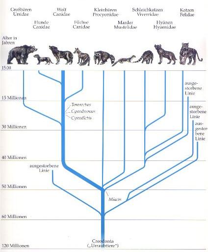 Die Evolution des Wolfes