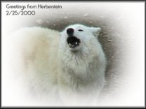 Polarwolf, aufgenommen am 25.2.2000 in Herberstein